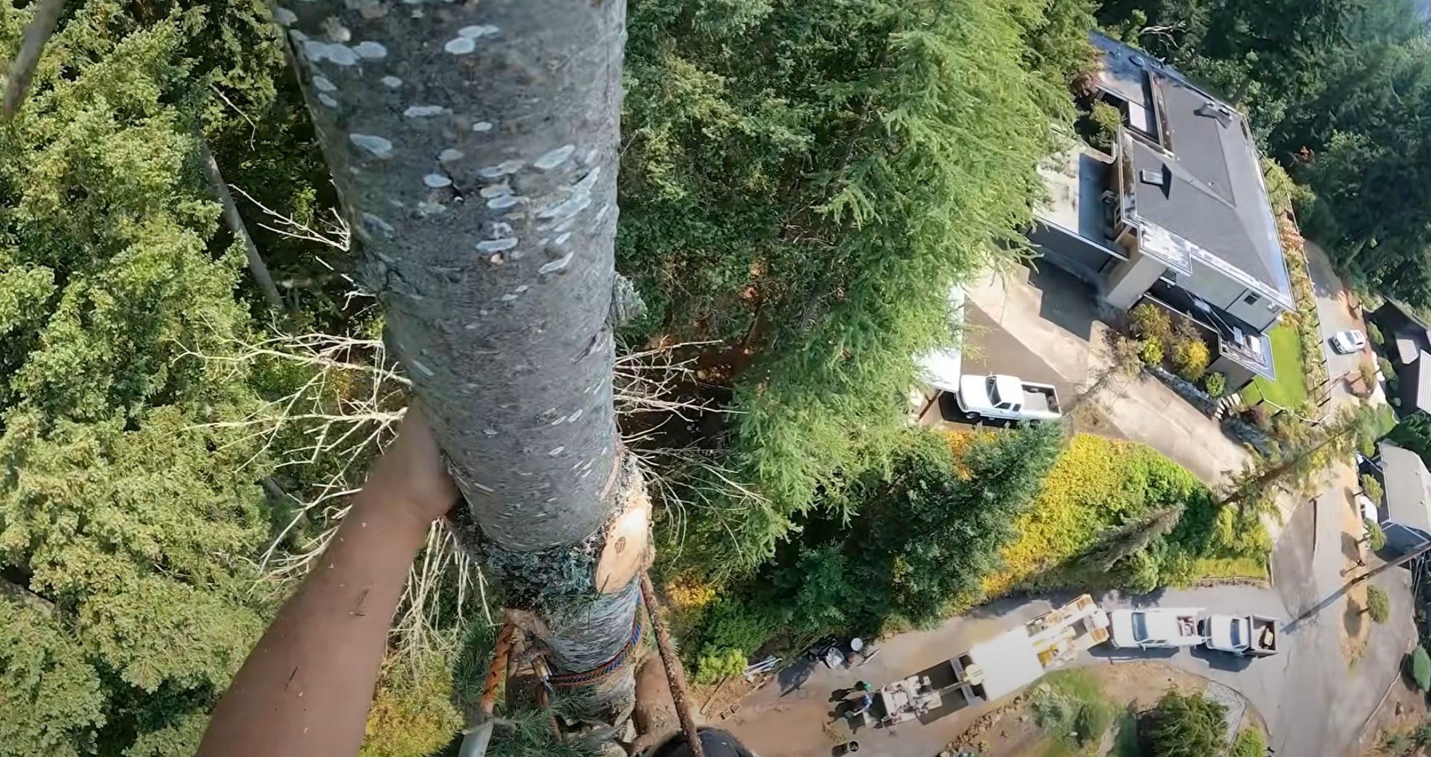 Professional crane-assisted tree removal service in Lompoc, CA