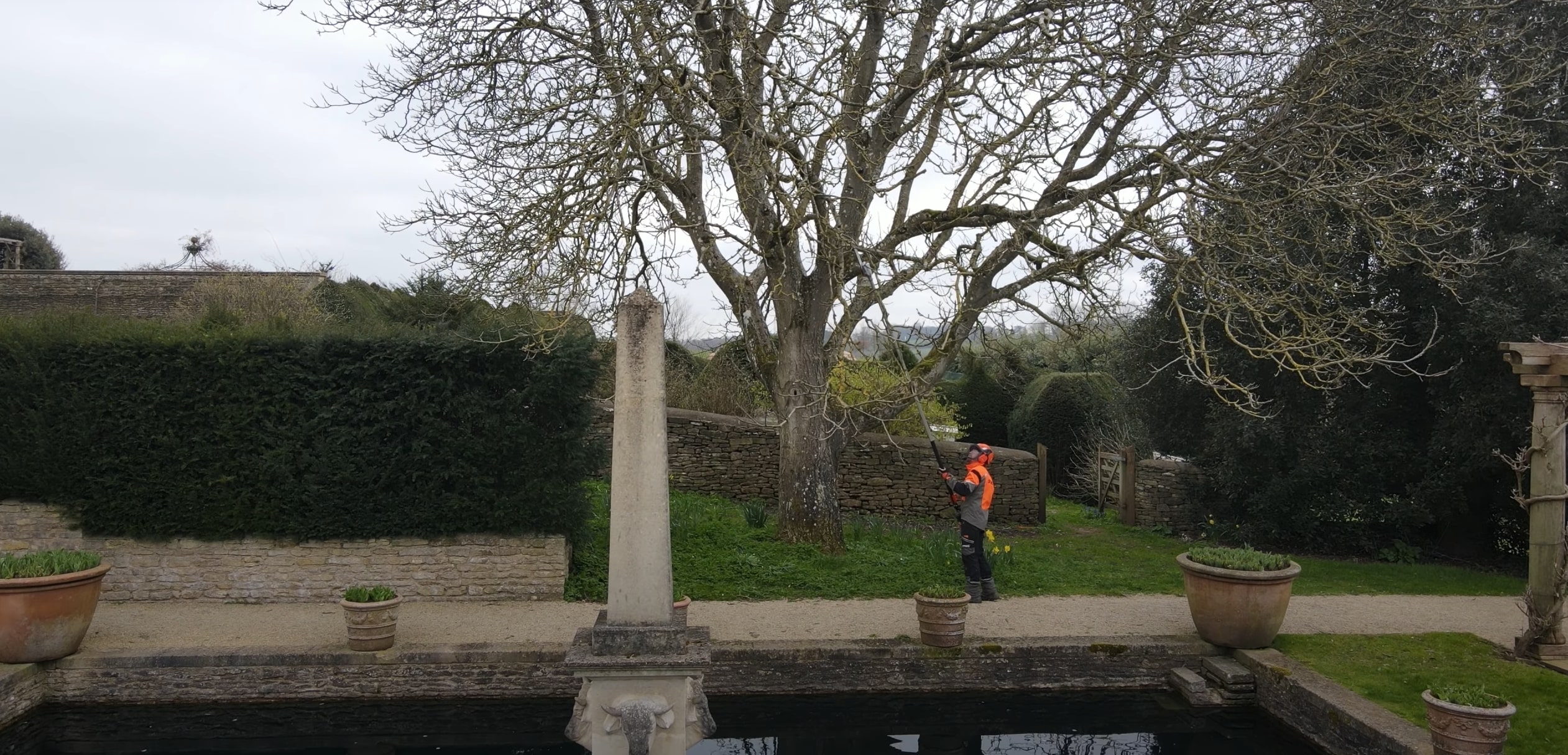 Seasonal tree trimming service promoting healthy tree growth in Lompoc